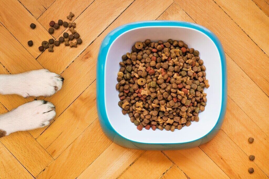 The Role of Protein in Dog Nutrition: How Much Is Enough?